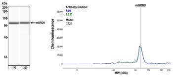 Rabbit anti-BRD9 Recombinant Monoclonal Antibody