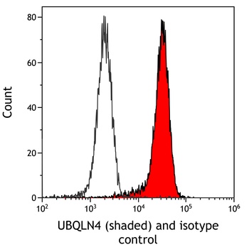 Rabbit anti-UBQLN4/CIP75/Ubiquilin 4 Recombinant Monoclonal Antibody