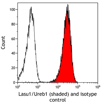 Rabbit anti-Lasu1/Ureb1 Recombinant Monoclonal Antibody