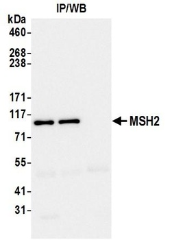 MSH2 Antibody