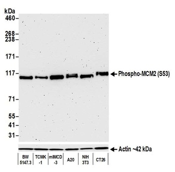 Rabbit anti-Phospho MCM2 (S53) Recombinant Monoclonal Antibody