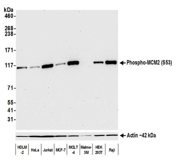 Rabbit anti-Phospho MCM2 (S53) Recombinant Monoclonal Antibody