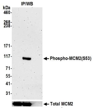 Rabbit anti-Phospho MCM2 (S53) Recombinant Monoclonal Antibody
