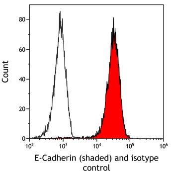 Rabbit anti-E-Cadherin Recombinant Monoclonal Antibody