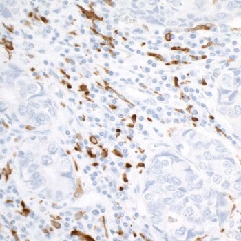Rabbit anti-CD163 Recombinant Monoclonal Antibody
