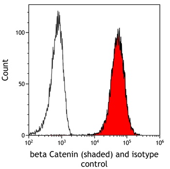 Rabbit anti-beta Catenin Recombinant Monoclonal Antibody