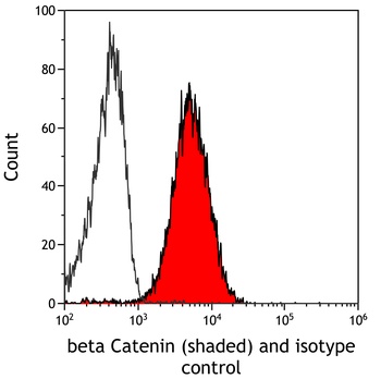 Rabbit anti-beta Catenin Recombinant Monoclonal Antibody