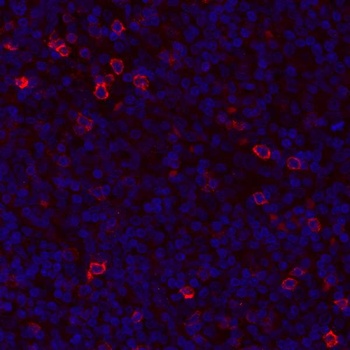Rabbit anti-GITR/TNFRSF18 Recombinant Monoclonal Antibody