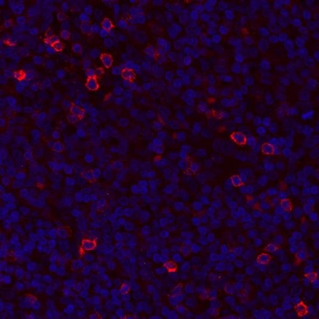 GITR/TNFRSF18 Antibody