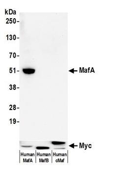 MafA Antibody