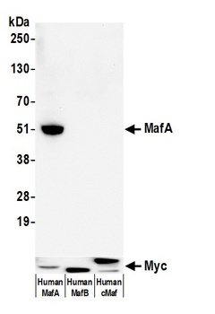 Rabbit anti-MafA Recombinant Monoclonal Antibody