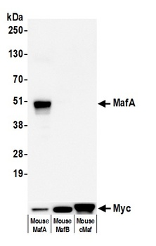 MafA Antibody