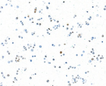 Rabbit anti-MafA Recombinant Monoclonal Antibody