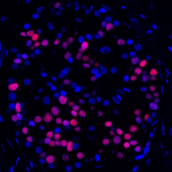 Rabbit anti-MafA Recombinant Monoclonal Antibody