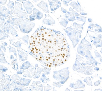Rabbit anti-MafA Recombinant Monoclonal Antibody