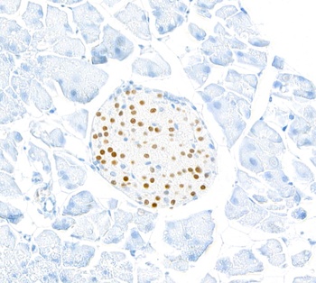 MafA Antibody