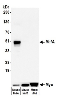 Rabbit anti-MafA Recombinant Monoclonal Antibody