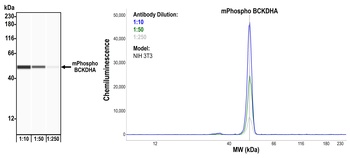 Rabbit anti-Phospho BCKDHA (S292) Recombinant Monoclonal Antibody