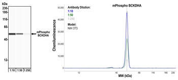 BCKDHA, Phospho (S292) Antibody