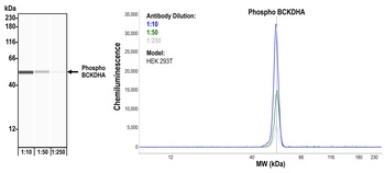 Rabbit anti-Phospho BCKDHA (S292) Recombinant Monoclonal Antibody
