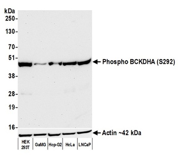 Rabbit anti-Phospho BCKDHA (S292) Recombinant Monoclonal Antibody