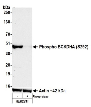 BCKDHA, Phospho (S292) Antibody