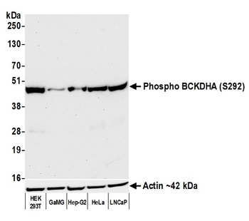 BCKDHA, Phospho (S292) Antibody