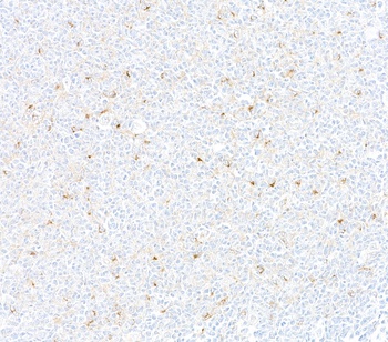 CD137 Antibody