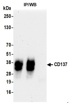 Rabbit anti-CD137 Recombinant Monoclonal Antibody