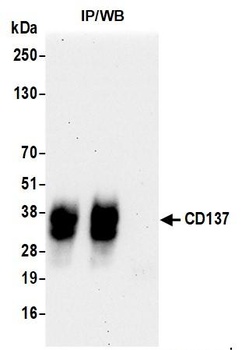 CD137 Antibody