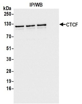 CTCF Antibody