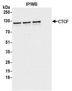 Rabbit anti-CTCF Recombinant Monoclonal Antibody