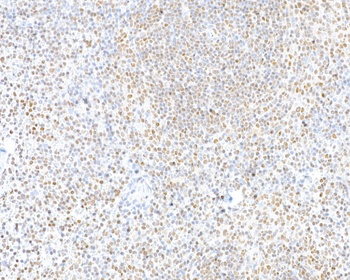 CTCF Antibody