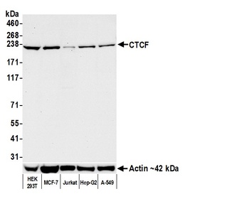 CTCF Antibody