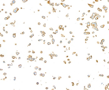 Rabbit anti-CD44 Recombinant Monoclonal Antibody