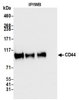 CD44 Antibody