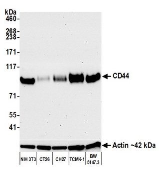 Rabbit anti-CD44 Recombinant Monoclonal Antibody