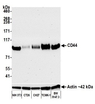 CD44 Antibody