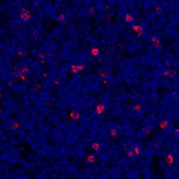 Rabbit anti-LAG3 Recombinant Monoclonal Antibody