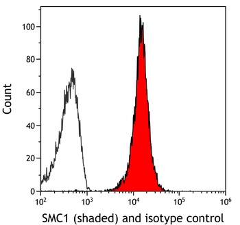 Rabbit anti-SMC1 Recombinant Monoclonal Antibody