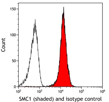Rabbit anti-SMC1 Recombinant Monoclonal Antibody