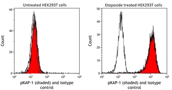 Rabbit anti-Phospho KAP-1 (S824) Recombinant Monoclonal Antibody