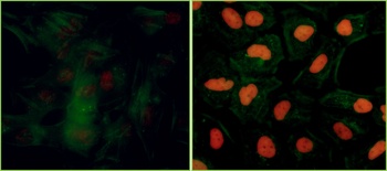 Rabbit anti-Phospho KAP-1 (S824) Recombinant Monoclonal Antibody