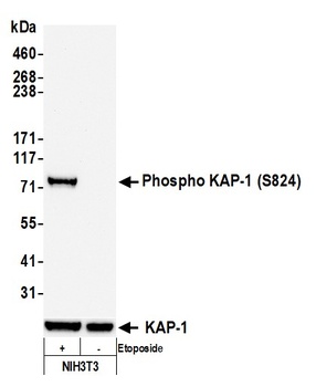 KAP-1, Phospho (S824) Antibody