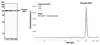 KAP-1, Phospho (S824) Antibody