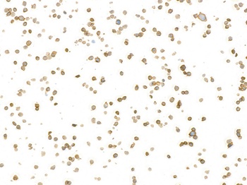 Rabbit anti-CD45 Recombinant Monoclonal Antibody