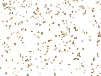 CD45 Antibody