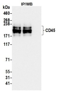 CD45 Antibody