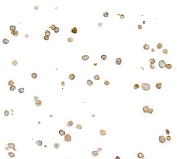 Rabbit anti-CD45 Recombinant Monoclonal Antibody