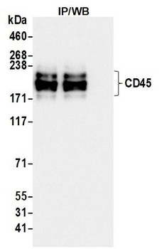 Rabbit anti-CD45 Recombinant Monoclonal Antibody